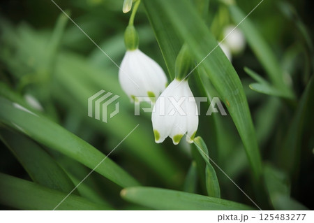 スノーフレークの白い花 125483277