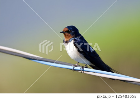 ツバメ swallow / Japan ツバメ swallow / Japan 125483658