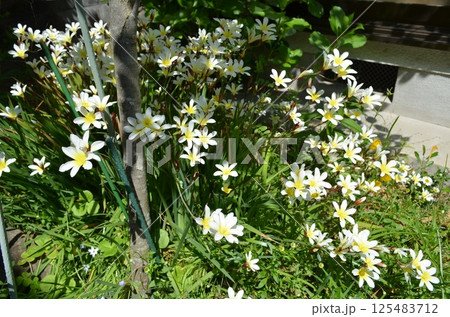 庭の日向スパラキシス 庭の日向スパラキシス 125483712