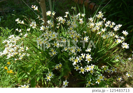 庭のスパラキシスひなた 125483713