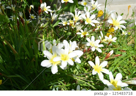 庭のスパラキシス 125483718