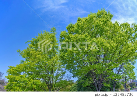 青空バックに見る新緑の若葉の情景 125483736