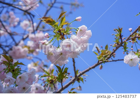 青空バックに見上げる満開の淡いピンクの八重桜 青空バックに見上げる満開の淡いピンクの八重桜 125483737