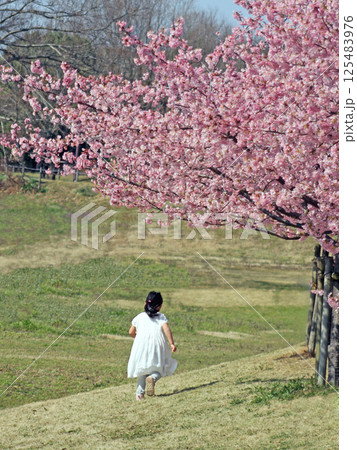 河津桜の下を走る女の子 125483976
