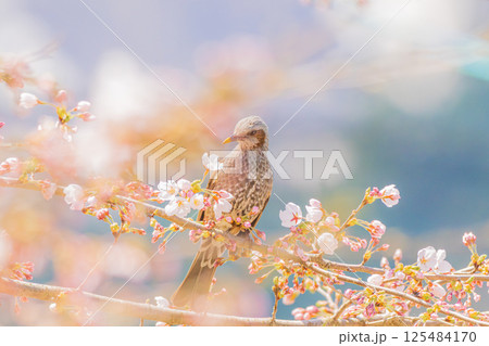 桜の枝にとまり羽を休めるヒヨドリ 125484170
