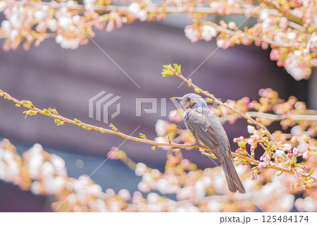 桜の枝にとまり羽を休めるヒヨドリ 桜の枝にとまり羽を休めるヒヨドリ 125484174