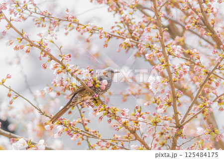 桜の枝にとまり羽を休めるヒヨドリ 125484175