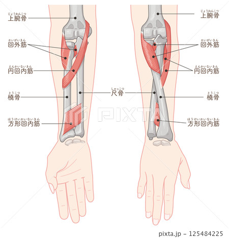 前腕の回内運動・回外運動のイラスト Arm Pronation and Supination 125484225