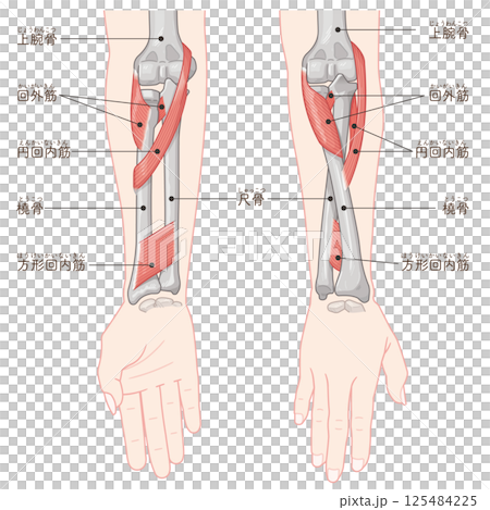 前腕の回内運動・回外運動のイラスト Arm Pronation and Supination 125484225