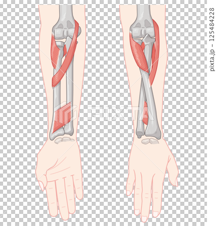 前腕の回内運動・回外運動のイラスト Arm Pronation and Supination 125484228
