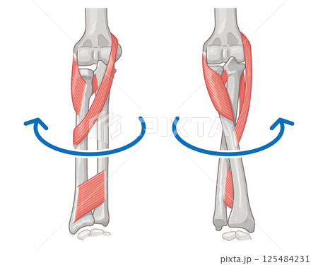 前腕の回内運動・回外運動のイラスト Arm Pronation and Supination 125484231