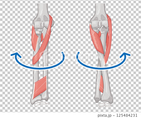 前腕の回内運動・回外運動のイラスト Arm Pronation and Supination 125484231