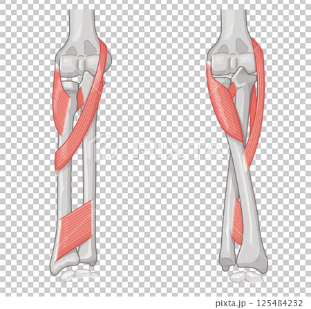前臂旋前和旋後示意圖 125484232