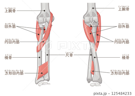 前腕の回内運動・回外運動のイラスト Arm Pronation and Supination 125484233