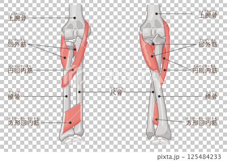 前腕の回内運動・回外運動のイラスト Arm Pronation and Supination 125484233