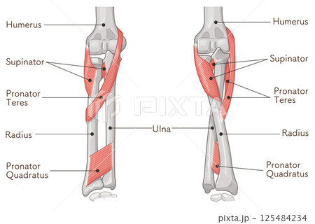 前腕の回内運動・回外運動のイラスト Arm Pronation and Supination 125484234