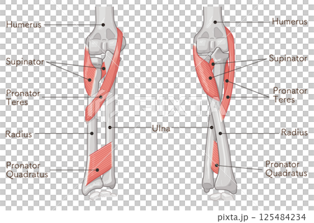 前腕の回内運動・回外運動のイラスト Arm Pronation and Supination 125484234