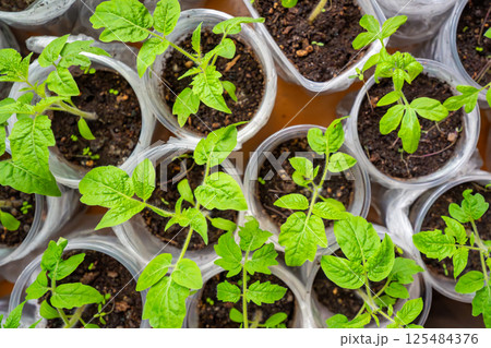 Small seedling pots with young sprouts on a windowsill. Concept of home gardening and vegetable planting preparation. Small seedling pots with young sprouts on a windowsill. Concept of home gardening and vegetable planting preparation. 125484376