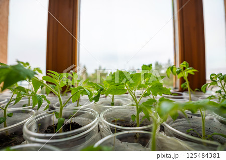 Small seedling pots with young sprouts on a windowsill. Concept of home gardening and vegetable planting preparation. 125484381