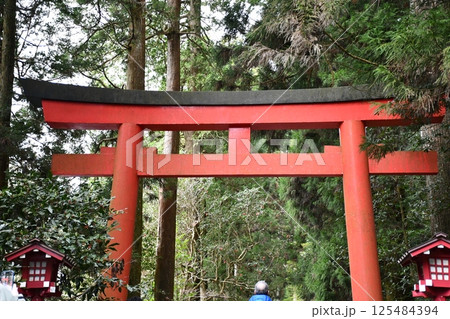 箱根神社・杉並木の参道と鳥居 125484394