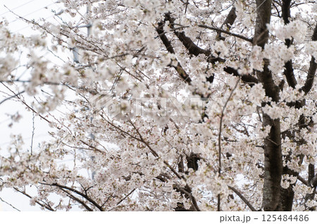 満開の桜と春の訪れ① 満開の桜と春の訪れ① 125484486