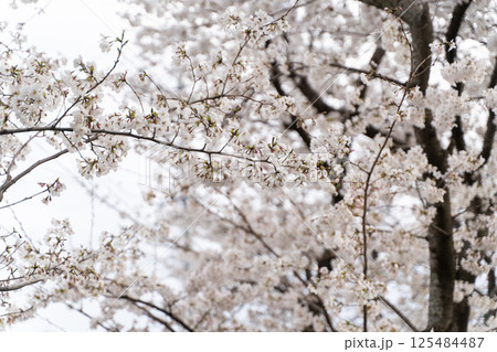 満開の桜と春の訪れ② 満開の桜と春の訪れ② 125484487