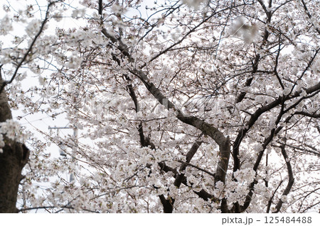 満開の桜と春の訪れ③ 満開の桜と春の訪れ③ 125484488