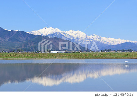 山麓から望む春の北アルプス後立山連峰 125484518