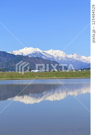 山麓から望む春の北アルプス後立山連峰 125484529
