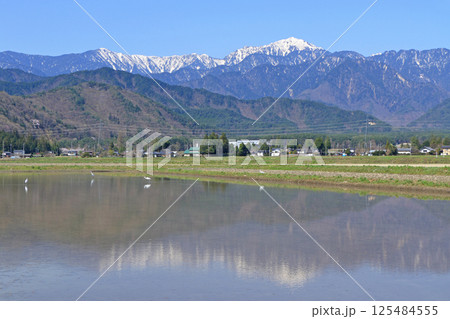 山麓から望む春の北アルプス後立山連峰 125484555