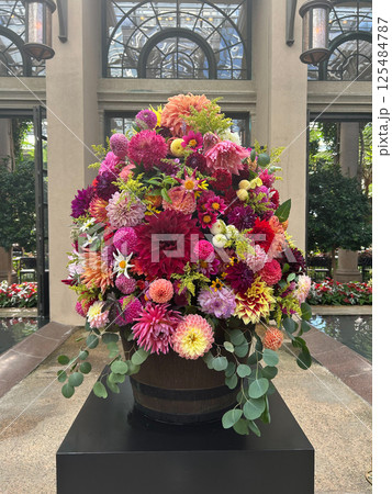 Vibrant Dahlias Arranged in Wooden Barrel Amidst Lush Greenery and Garden Blooms Vibrant Dahlias Arranged in Wooden Barrel Amidst Lush Greenery and Garden Blooms 125484787