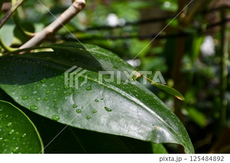 葉についた水滴 葉についた水滴 125484892