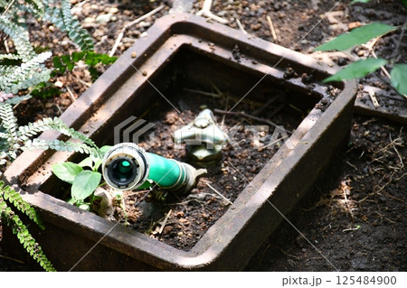 緑陰にたたずむオオタニワタリ 125484900