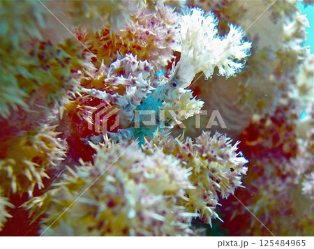 ウミトサカの林に住むイソコンペイトウガニ 125484965