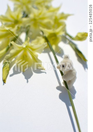 クリーム色の春咲きグラジオラスの花束とテディベア　 125485016