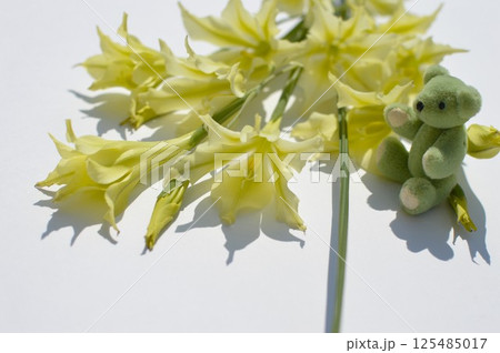 クリーム色の春咲きグラジオラスの花束とテディベア　 125485017