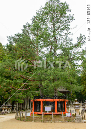 高野山　三鈷の松　壇上伽藍　和歌山県 125485166
