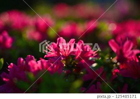 赤いツツジの花 125485171