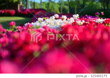 カラフルなキリシマツツジ 125485175
