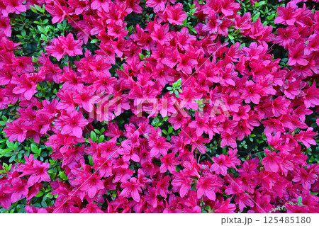 ピンク色のツツジの花 125485180