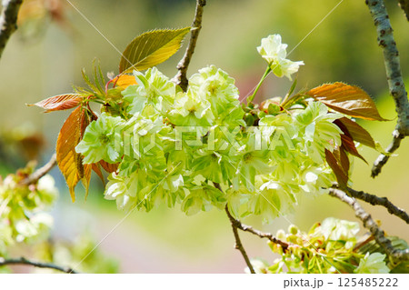 御衣黄桜 125485222