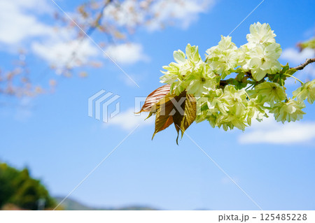 青空に映える御衣黄桜 青空に映える御衣黄桜 125485228