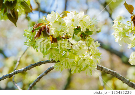 御衣黄桜 125485229