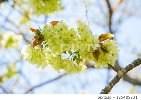 御衣黄桜 125485231