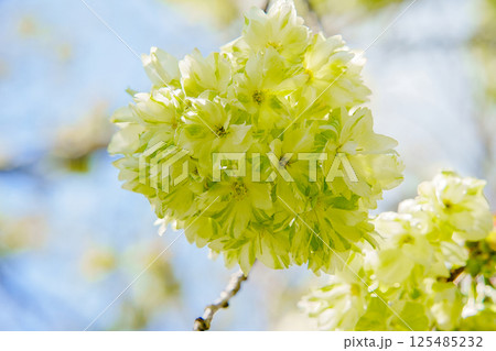 御衣黄桜 御衣黄桜 125485232