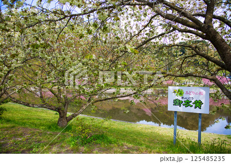 三刀屋川に咲く御衣黄桜 125485235