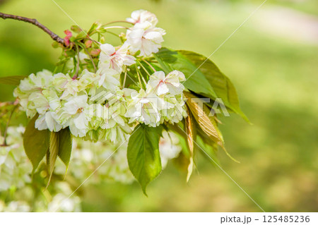 御衣黄桜 125485236