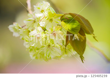御衣黄桜 御衣黄桜 125485239