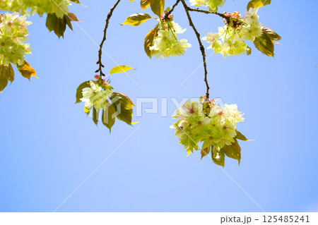 御衣黄桜 125485241