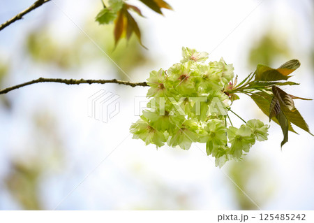 御衣黄桜 125485242